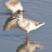 Wilson's Phalarope